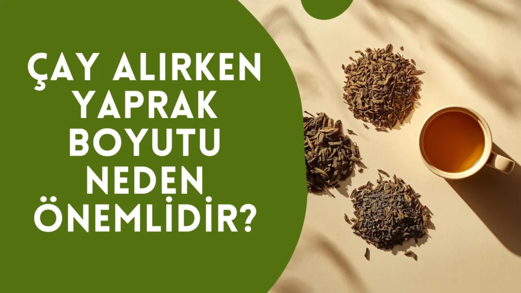 Çay Alırken Yaprak Boyutu Neden Önemlidir