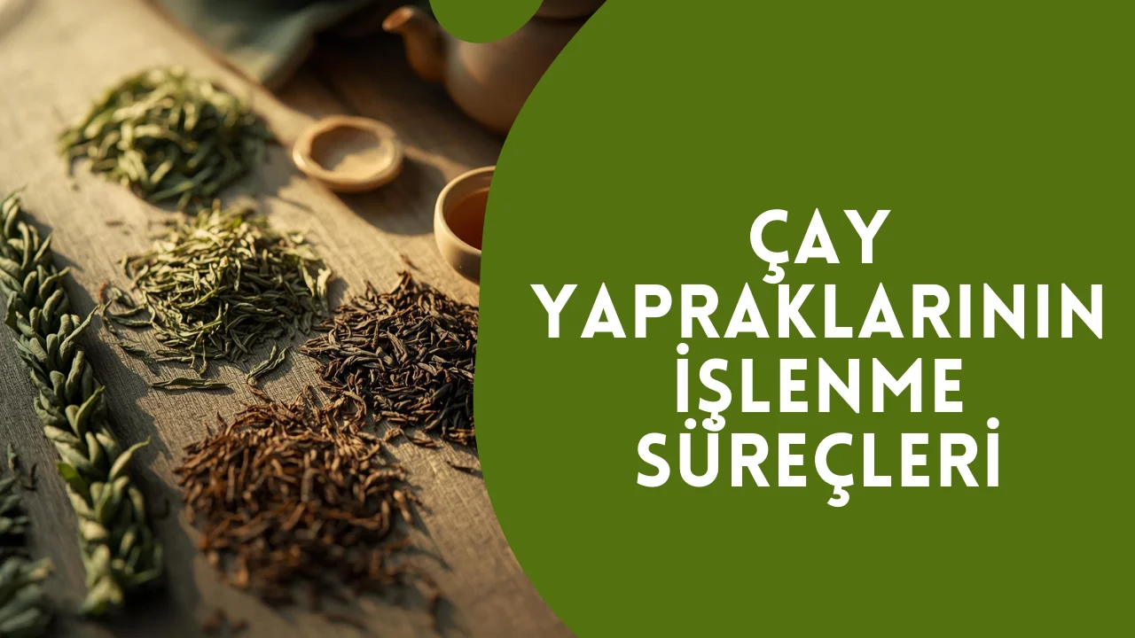 Çay Yapraklarının İşlenme Süreçleri
