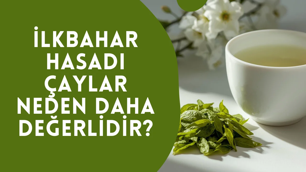 İlkbahar Hasadı Çaylar Neden Daha Değerlidir