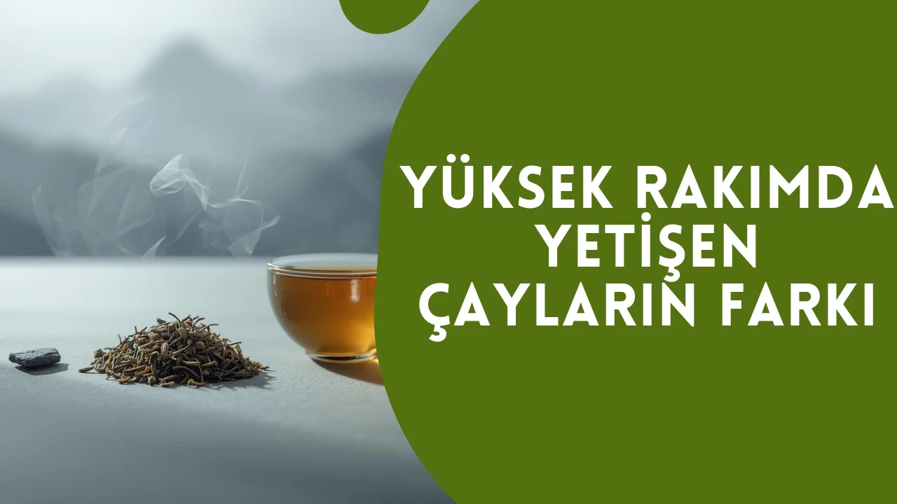 Yüksek Rakımda Yetişen Çayların Farkı